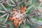 discocactusmelanochlorus2_small.jpg