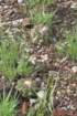 discocactusmelanochlorus5_small.jpg