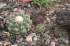 discocactusmelanochlorus_small.jpg