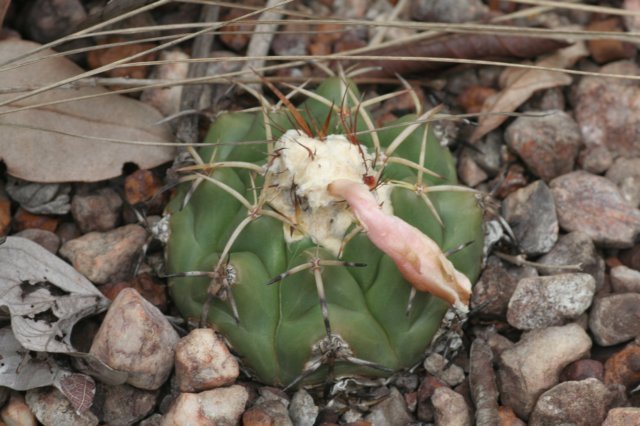 discocactusheptacanthus.jpg