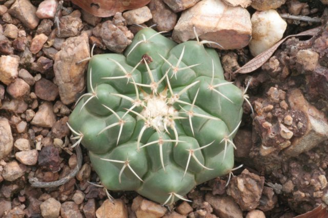 discocactusheptacanthus2.jpg
