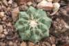 discocactusheptacanthus2_small.jpg