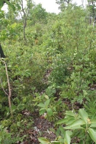 habitat.jpg