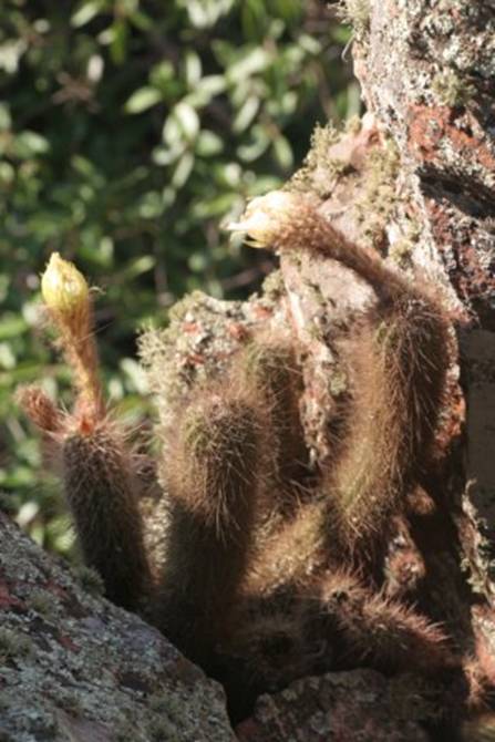 arthrocereusspinosissimus