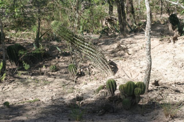 echinopsisrhodotricha.jpg