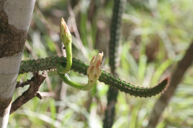 praecereuseuchlorusvaramazonicus.jpg