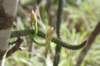 praecereuseuchlorusvaramazonicus_small.jpg