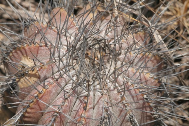 uebelmanniapseudopectinifera.jpg