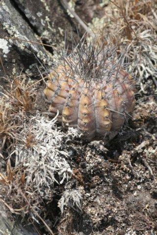 uebelmanniapseudopectinifera2.jpg