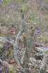 cipocereusmeninensis_small.jpg