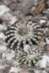discocactushorstii10_small.jpg