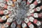 discocactushorstii4_small.jpg