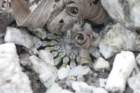 discocactushorstii7_small.jpg