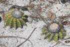 discocactusinsignis4_small.jpg