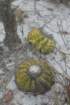 discocactusinsignis5_small.jpg