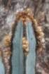 pilosocereusfulvilanatus_small.jpg