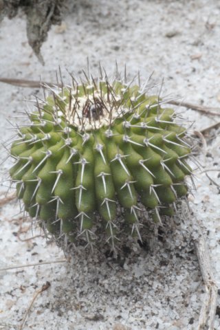 uebelmannianagummifera.jpg