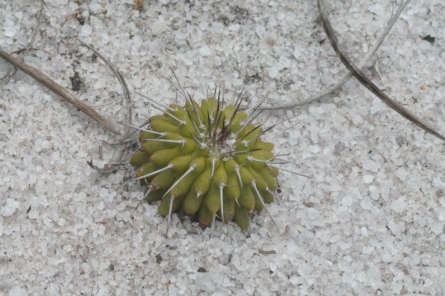 uebelmannianagummifera3.jpg