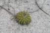 uebelmannianagummifera3_small.jpg