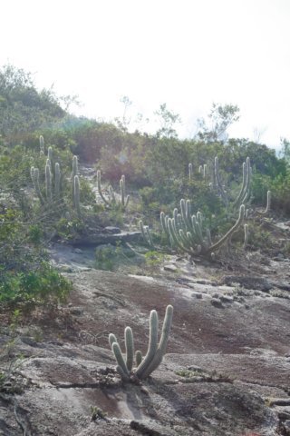 habitat.jpg