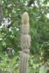 brasilicereusphaeacanthus_small.jpg