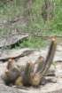 coleocephalocereuspurpureus3_small.jpg