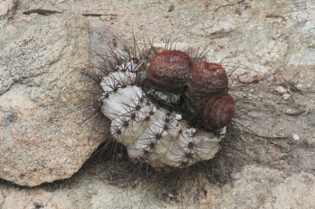 exmelocactusbahiensisvaramethystinus.jpg