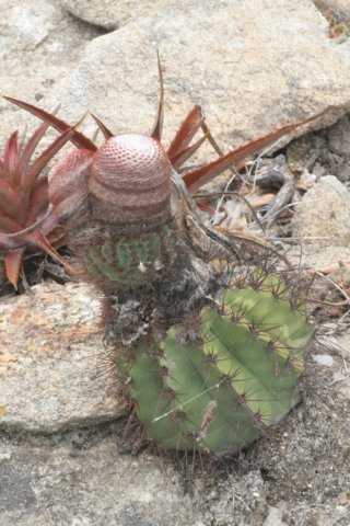 melocactusbahiensisvaramethystinus2.jpg