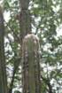 pilosocereusfloccosus2_small.jpg