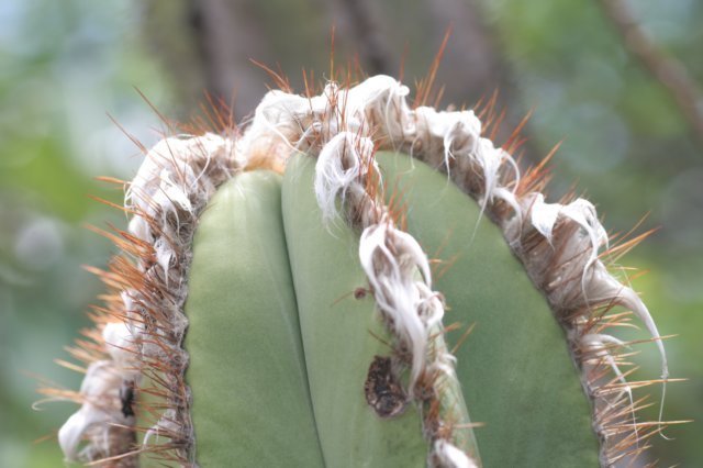 pilosocereusfloccosus3.jpg
