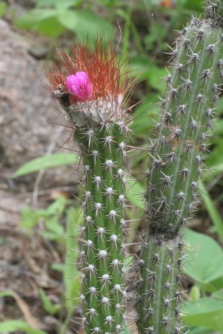 arrojadoapencillata2.jpg
