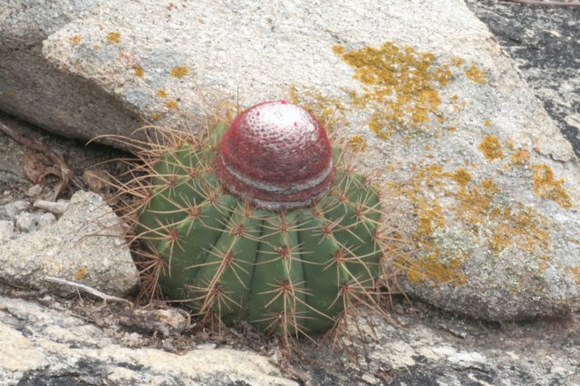 melocactusernestii.jpg