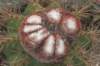 melocactusernestii2_small.jpg