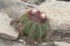 melocactusernestii3_small.jpg