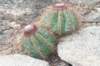 melocactusernestii4_small.jpg