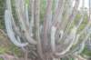 pilosocereuspachycladus2_small.jpg