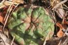 discocactuslatispinus_small.jpg