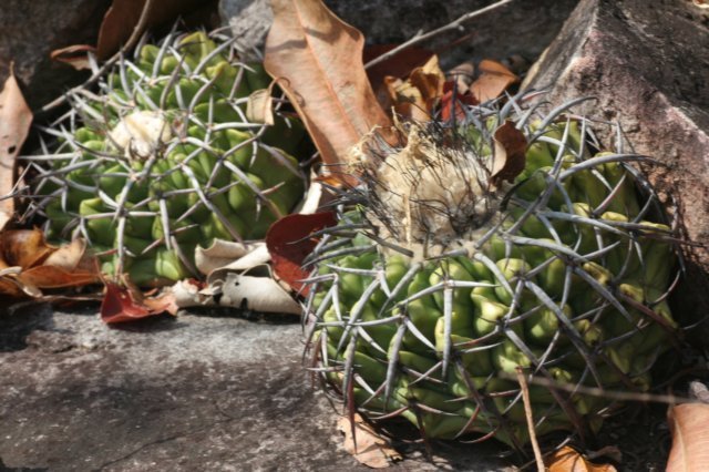 discocactuslatispinuscs72.jpg