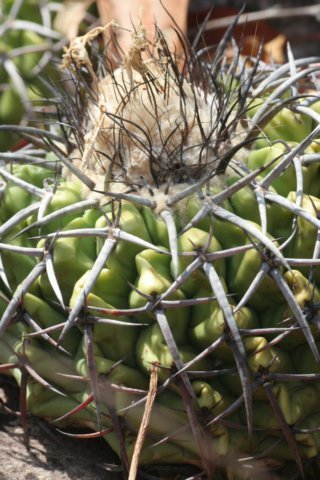 discocactuslatispinuscs722.jpg