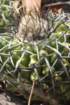 discocactuslatispinuscs722_small.jpg
