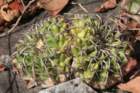 discocactuslatispinuscs724_small.jpg