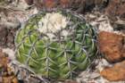 discocactuslatispinuscs725_small.jpg