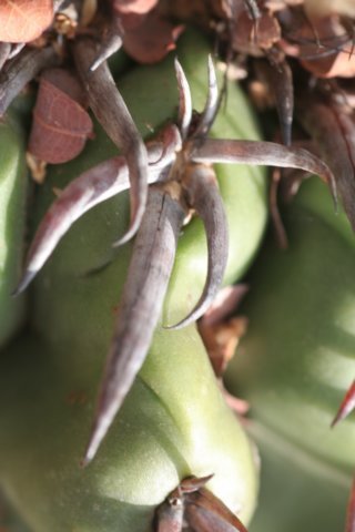 discocactuslatispinuscs727.jpg