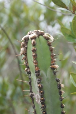 cipocereuscrassisepalus.jpg