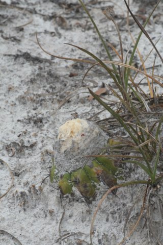 discocactusalteolens.jpg