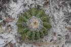 discocactusalteolens2_small.jpg