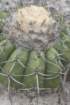 discocactusalteolens3_small.jpg