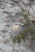 discocactusalteolens_small.jpg