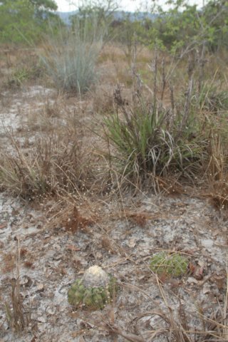 discocactusalteolenshabitat.jpg