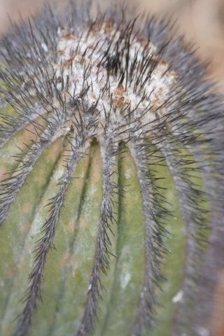 uebelmanniapectinifera.jpg